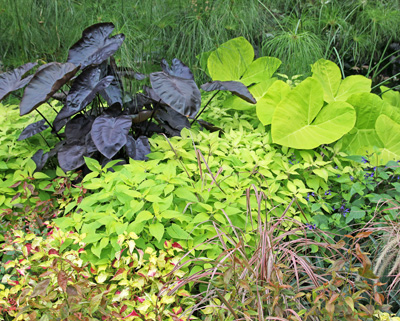 Aunque a menudo se tratan como plantas anuales tiernas, muchos tipos pueden mantenerse durante el invierno.