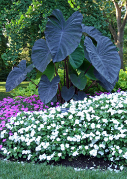 Grow dark-leaved varieties in full sun for best color.