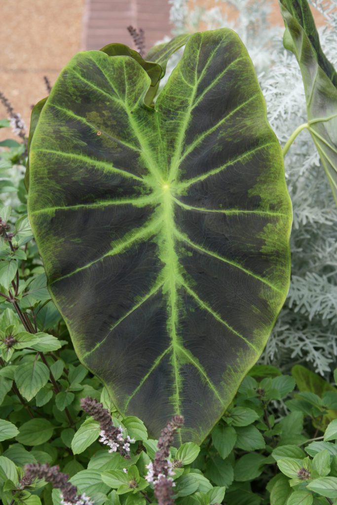 A black and green variegated elephant ear leaf