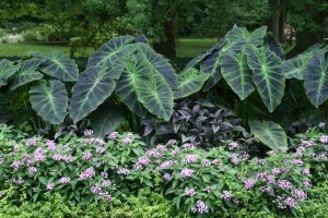 Illustris with other tender annuals.