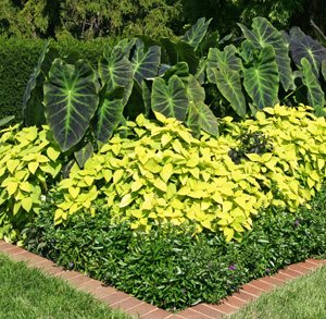 As orelhas elefantes emparelham-se bem com outras plantas de folhagem.