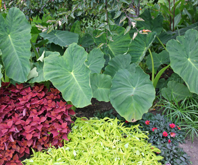 Elephant ears offer bold foliage in beds and borders.