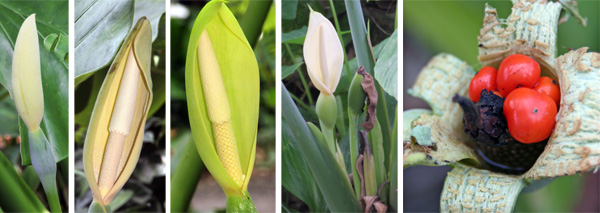 The flowers of Alocasia are a typical aroid type (L) with a white to green spathe surrounding a white or cream spadix (LC, C and RC), and may be followed by globular berries containing several seeds (R).