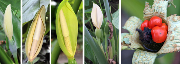 Die Blüten von Alocasia sind ein typischer Aroidentyp (L) mit einer weißen bis grünen Spatha, die einen weißen oder cremefarbenen Spadix (LC, C und RC) umgibt, und können von kugelförmigen Beeren gefolgt werden, die mehrere Samen enthalten (R).