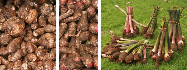 Taro (Colocasia esculenta) tubérculos (L) e tannia ou tiquisque (Xanthosoma sagittifolium) tubérculos (C) à venda num mercado costa-riquenho, e Alocasia tubérculos à venda nas Fiji.