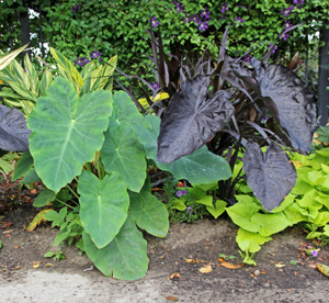 Em climas mais frios as orelhas de elefante são cultivadas para as suas grandes folhas.