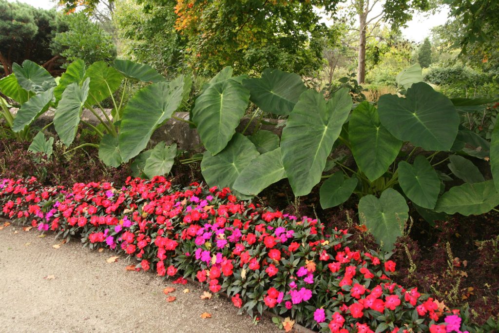 Large elephant ears planted among red and pink annual flowers
