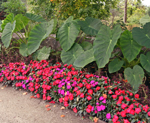 Provide lots of water and fertilizer to grow large plants.