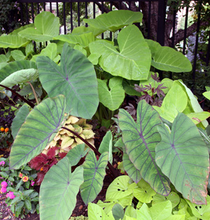Elephant ears is the common name for a group of tropical perennial plants grown for their large, heart-shaped leaves.