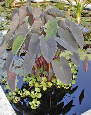 Dark-leaved elephant ear growing in a water garden.