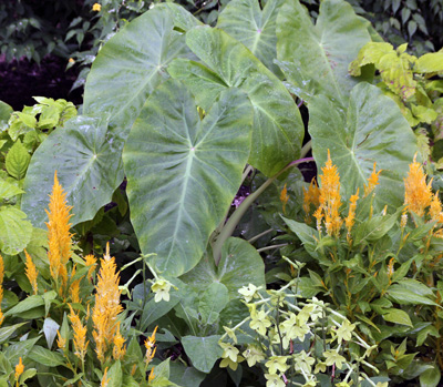 Elephant ears are best started indoors in early spring and placed outside when the weather warms up.