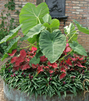 Elephant ears combine well with caladiums.