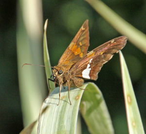 The silver-spotted skipper is chocolate brown with white and gold markings.