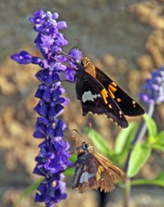 Two silver-spotted skippers nectaring on mealycup sage flowers.