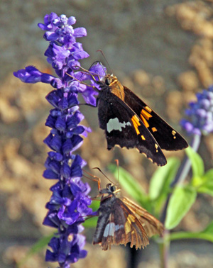 Two silver-spotted skippers nectaring on blue mealy sage flowers.