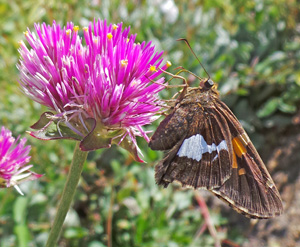 Silver-spotted skippers prefer blue, red, pink, and purple flowers.
