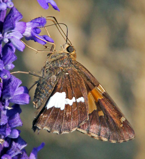 Adult silver-spotted skipper.