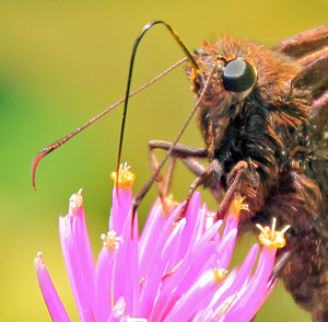 Skippers have large eyes and antennae with hooked clubs on the end.