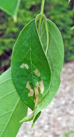 Shelter of leaves tied together with silk, with feeding damage visible on leaf.