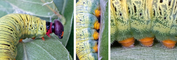 The larvae have a pronounced neck collar (L) and orange prolegs (RC and R).