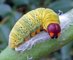 Older larvae have orange dots on the head that resemble large eyes.