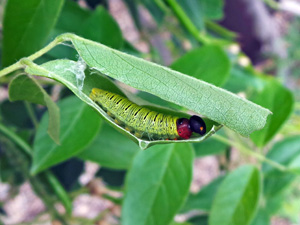 Older larva in leaf shelter that has been opened to reveal the caterpillar inside.