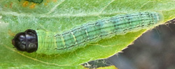 Young caterpillar of silver-spotted skipper.