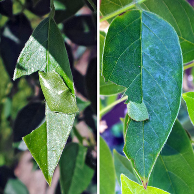 Folded leaf flap shelters of first instars.