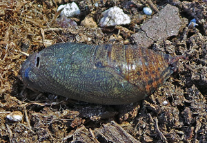 The plump, brown pupal stage.