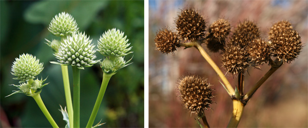 Rattlesnake master has dense flowerheads with a thistle-like appearance.