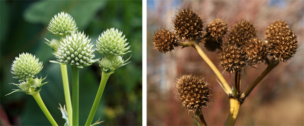 button snakeroot (Eryngium yuccifolium)