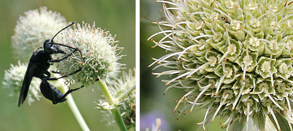 The spherical flower heads have many tiny white flowers that are attractive to insects