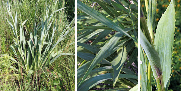 The foliage is primarily a basal rosette (L). The narrow, sword-shaped leaves (C) have bristly or spiny margins (R)