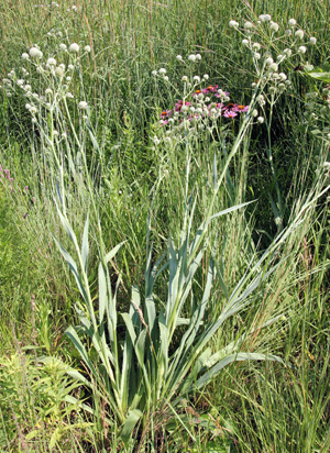 button snakeroot (Eryngium yuccifolium)