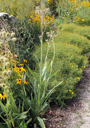 Grow rattlesnake master in full sun.