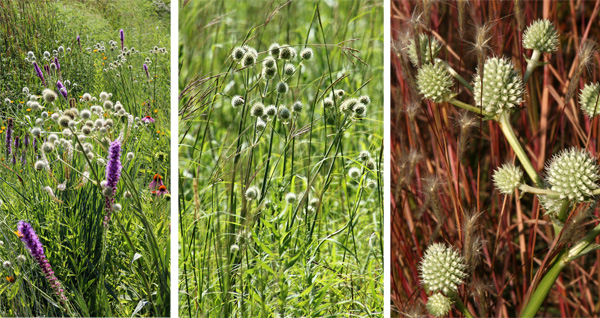 Rattlesnake master combines well with other prairie plants, such as Liatris (L) and little bluestem (R). 