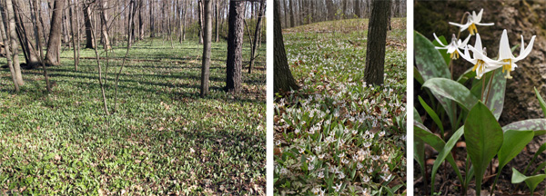 Erythronium albidum carpets a southern Wisconsin woodland (L). The white blossoms (C and R) appear in spring.