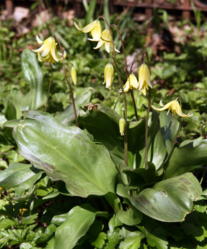 Erythronium Pagoda is a good addition to shady gardens.