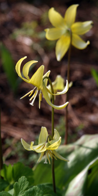 Erythronium Pagoda has large yellow flowers.