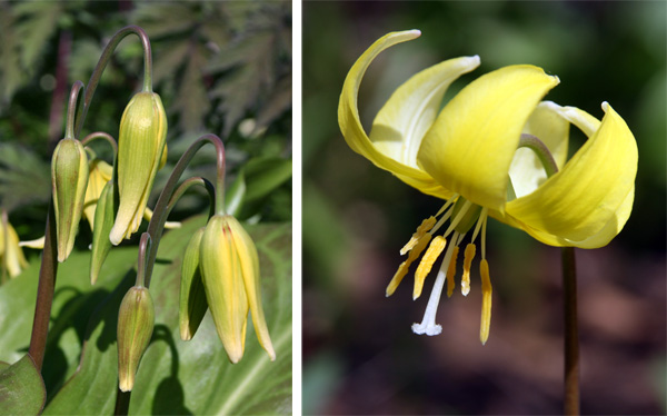The pendent flower are held well above the foliage (L) and the reflexed petals (R) curl back above the yellow stamens (R).