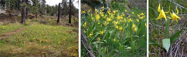 The western species Erythronium grandiflorum blooming in Idaho.