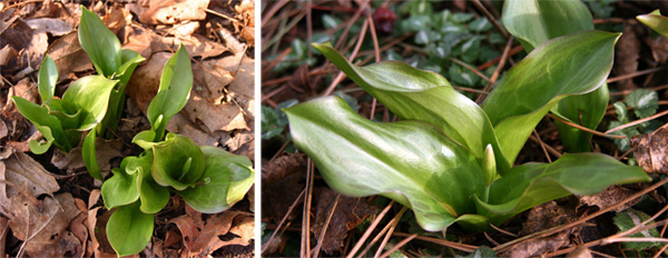 The glossy, slightly mottled leaves of Erythronium Pagpoda emerge in early spring.