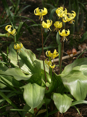 Erythronium Pagoda in bloom.