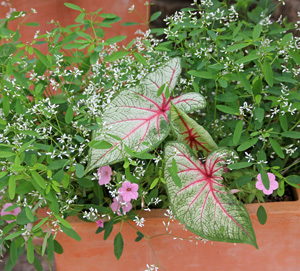 Euphorbia Diamond Frost® in a pot with caladium and petunias.