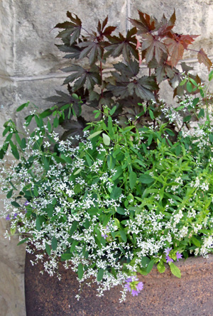 Euphorbia Diamond Frost® spills over the edge of a container.