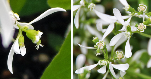 The flowers are really white bracts surrounding the real flowers.