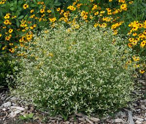 Euphorbia Diamond Frost® has a mounted habit.