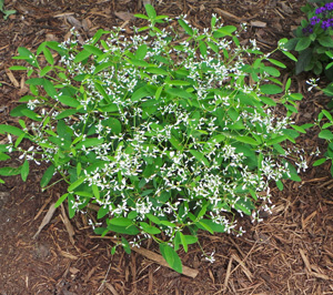 Euphorbia Diamond Frost Wisconsin Horticulture