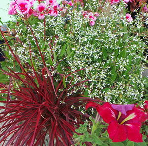 Euphorbia Diamond Frost® fills in between other plants in a container.