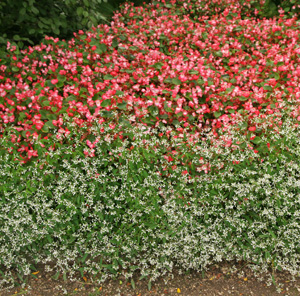 Euphorbia Diamond Frost® combines well with many annuals.